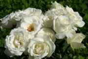 Weisse Rosen - Rosenstrauss