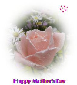 pink rose