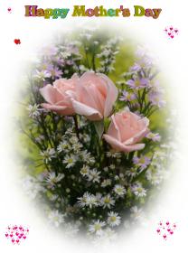 pink rose