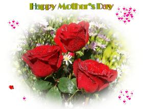 red roses