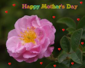 wild pink rose