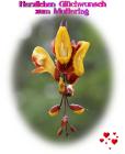 Blume
