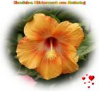 Orange Hibiscus Blüte