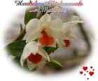Orange weisse Orchidee