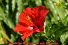 Rote Hibiscus Blüte