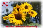 thumbs/sunflowers-dsc00069-a12.jpg
