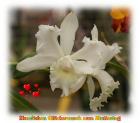 Weisse Cattleya - Orchidee