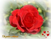 Rosas hermosas - dia de la Madre