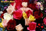 Rosas hermosas - dia de la Madre