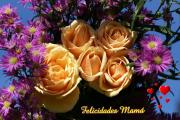 Rosas hermosas - dia de la Madre