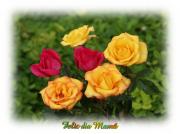 Rosas hermosas - dia de la Madre