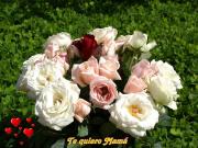 Rosas hermosas - dia de las Madres