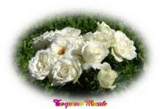 Rosas hermosas - Postal dia de las Madres