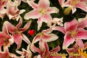 Postales dia de la Madre - flores exóticas
