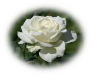 Postales de Rosas blancas