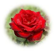 Rosa roja