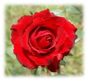 Rosa roja