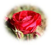 Rosa roja
