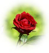 Rosa roja
