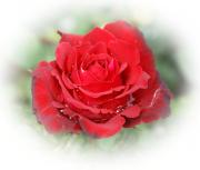 Rosa roja