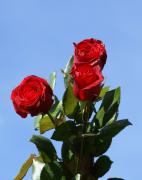 Rosas rojas