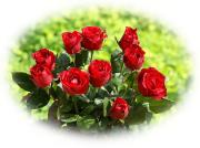 Rosas rojas