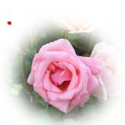 Valentinstag rosa Rose
