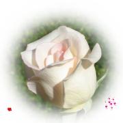 Valentinstag rosa Rose
