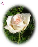 Valentinstag rosa Rose
