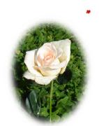 Valentinstag rosa Rose
