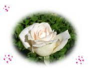 Gruss Karte Liebe rosa Rose