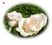 Gruss Karte Liebe rosa Rosen