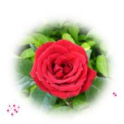 Gruss Karten Valentin rote Rose