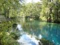 Manatee springs