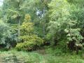 park in the forest