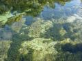 Underwater vegetation - Salt Springs