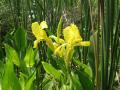 Tropical flowers - Silver Springs Park
