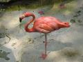 Pink flamingo - Silver Springs Park