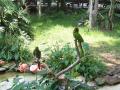 Green parrots - Silver Springs Park