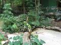 Green tropical parrots - Springs Park