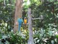 Colorful parrots at Silver Springs