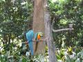 Blue parrots at Silver Springs