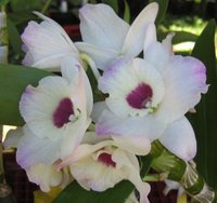 Поздравителна Картичка - Красива Орхидея