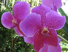 Поздравителна Картичка - Красива Орхидея