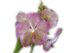 Поздравителна Картичка - Прекрасна Розова Орхидея