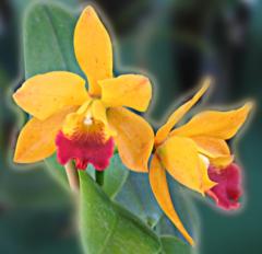 Прекрасные Орхидеи - Поздравительные Открытки