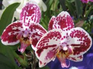 Картички с Екзотични Орхидеи