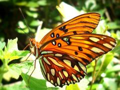 Картичка с красива пеперуда
