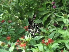 Картичка с красива пеперуда