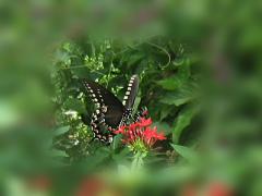 Butterfly Card